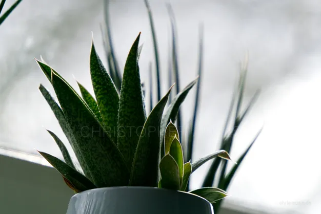 Produktfotografie Detail